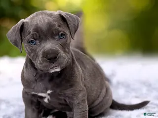 American Bully dogs "SNOOP DOGG" / BLUE NOSE - Ad 21