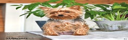 Yorkshire Terrier dogs for sale: Benji - Ad 6