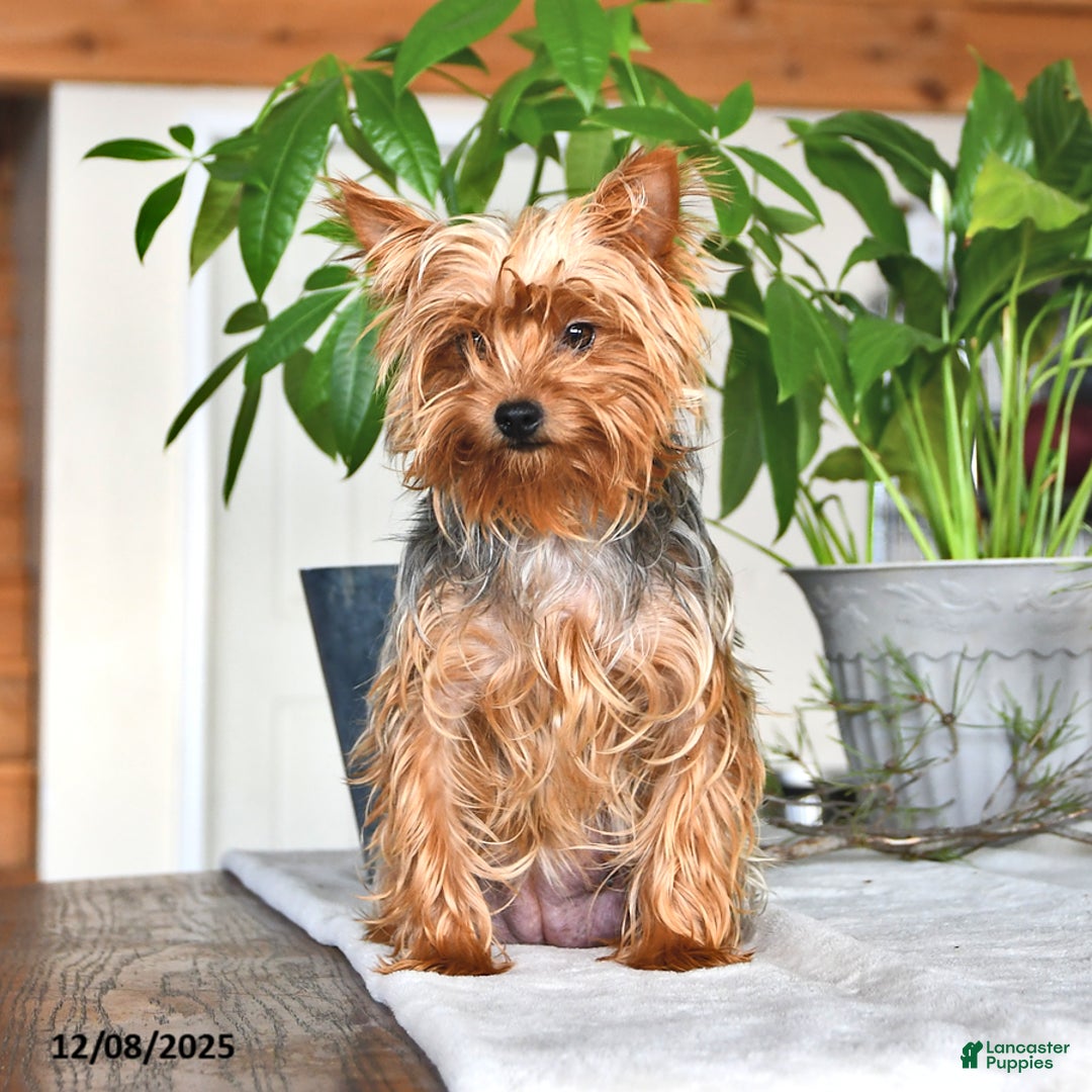 Yorkshire Terrier dogs for sale: Benji - Ad 6
