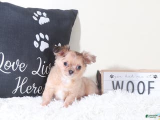 Chihuahua dogs Chihuahua Puppy Flicka - Ad 14