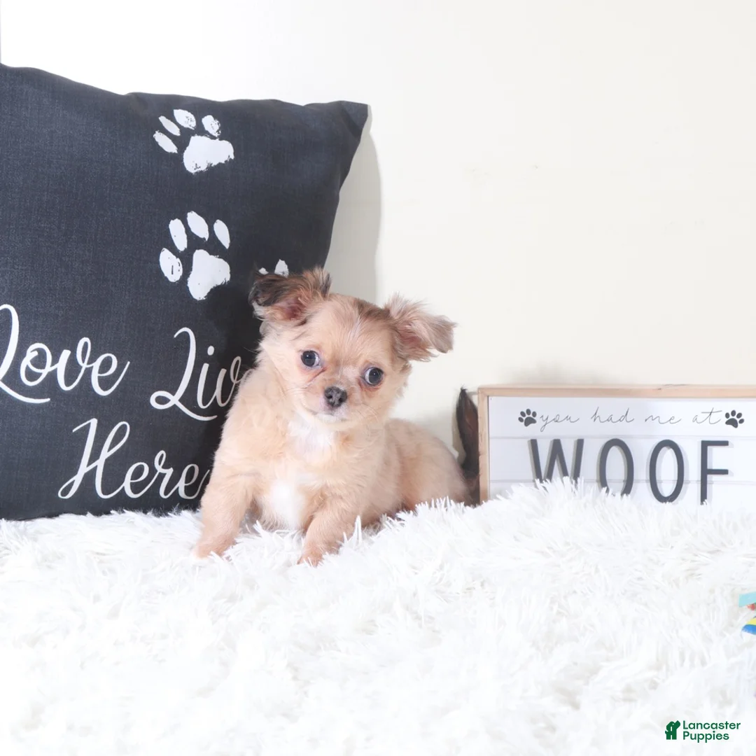 Chihuahua dogs for sale: Chihuahua Puppy Flicka - Ad 1