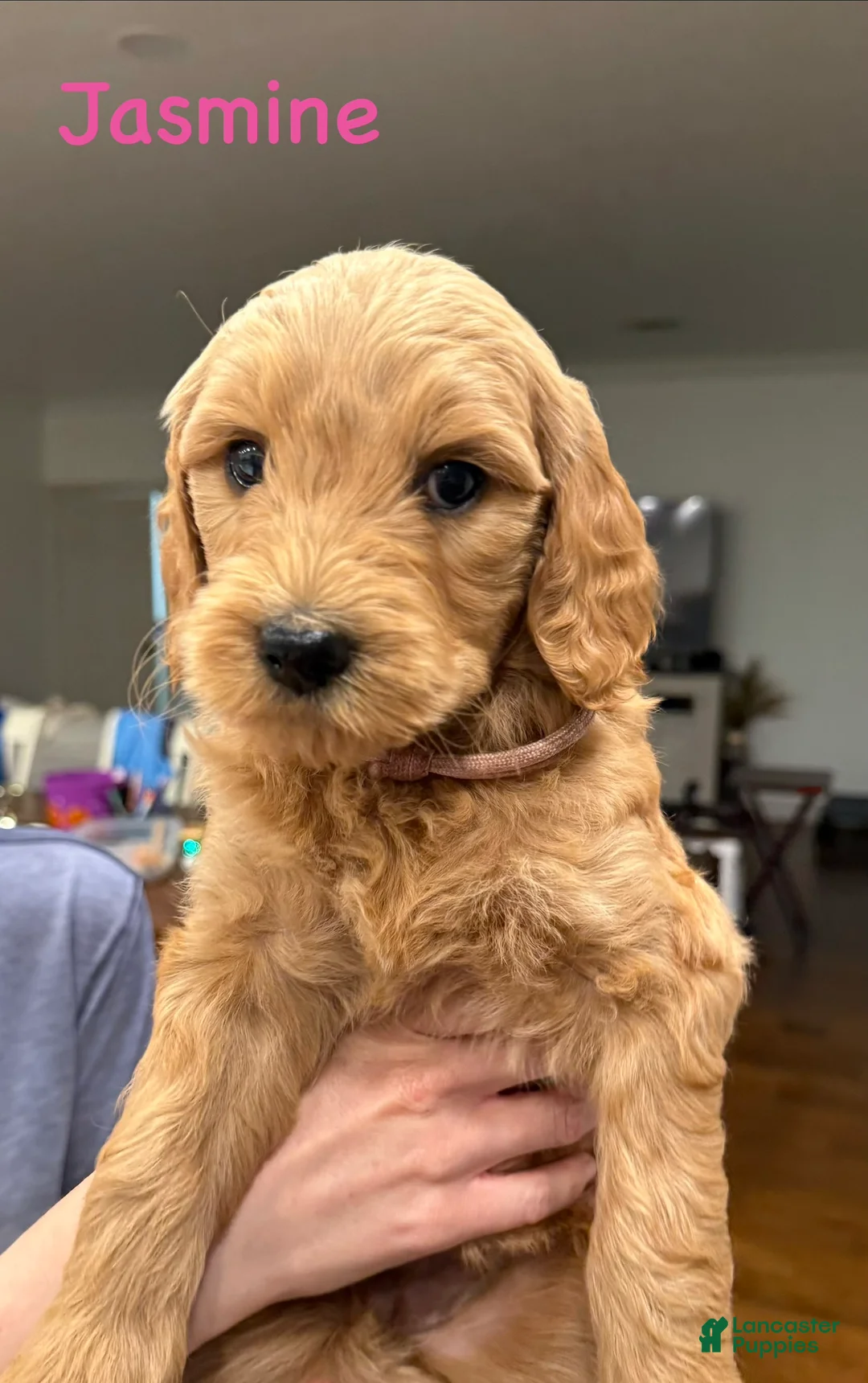 Goldendoodle dogs for sale: Goldendoodle Puppy 6 - Ad 1