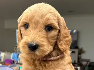 Goldendoodle dogs Goldendoodle Puppy 6 - Ad 31