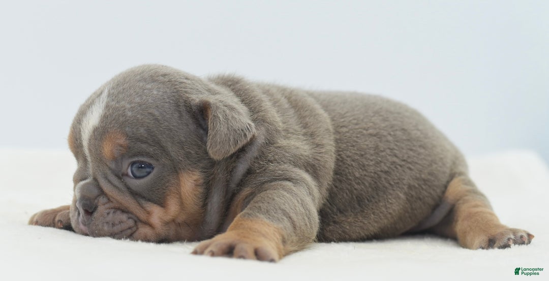 Mixed Breed dogs for sale: Kong micro bully hybrid  - Ad 26