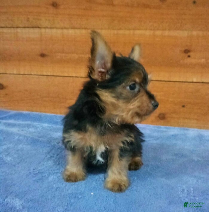 Yorkshire Terrier dogs Tyler - Ad 2