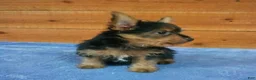 Yorkshire Terrier dogs for sale: Tyler - Ad 2