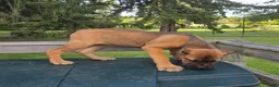 Cane Corso dogs for sale: Scarlett  - Ad 3