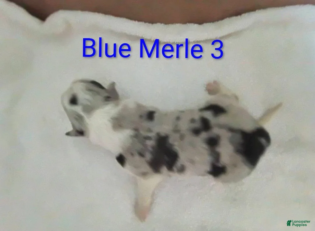 Border Collie dogs for sale: Border Collie 1 - Ad 2