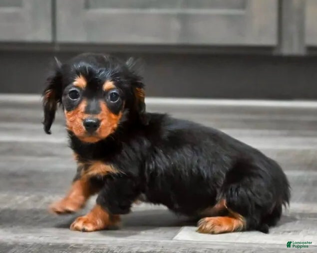 Miniature Dachshund dogs Steward - Ad 39