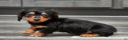 Miniature Dachshund dogs for sale: Steward - Ad 1
