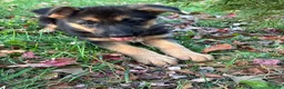 German Shepherd dogs for sale: Navy - Ad 4