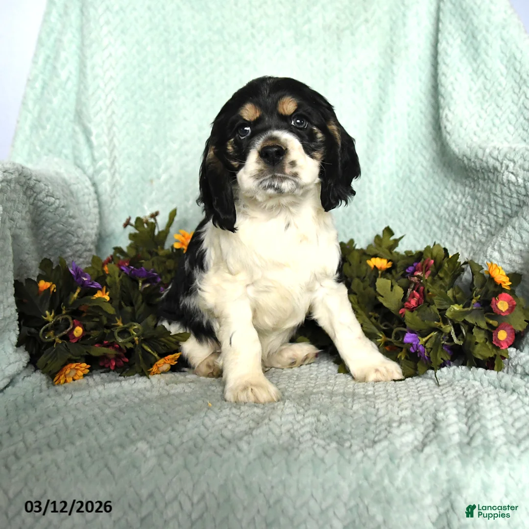 Cocker Spaniel dogs for sale: Sammy - Ad 1