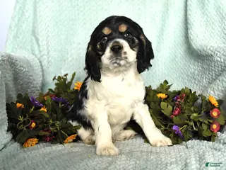 Cocker Spaniel dogs for sale: Sammy - Ad 1