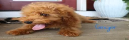 Mini Bernedoodle dogs for sale: Ginger - Ad 3