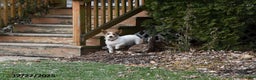 Jack Russell Terrier dogs for sale: Jaden - Ad 4