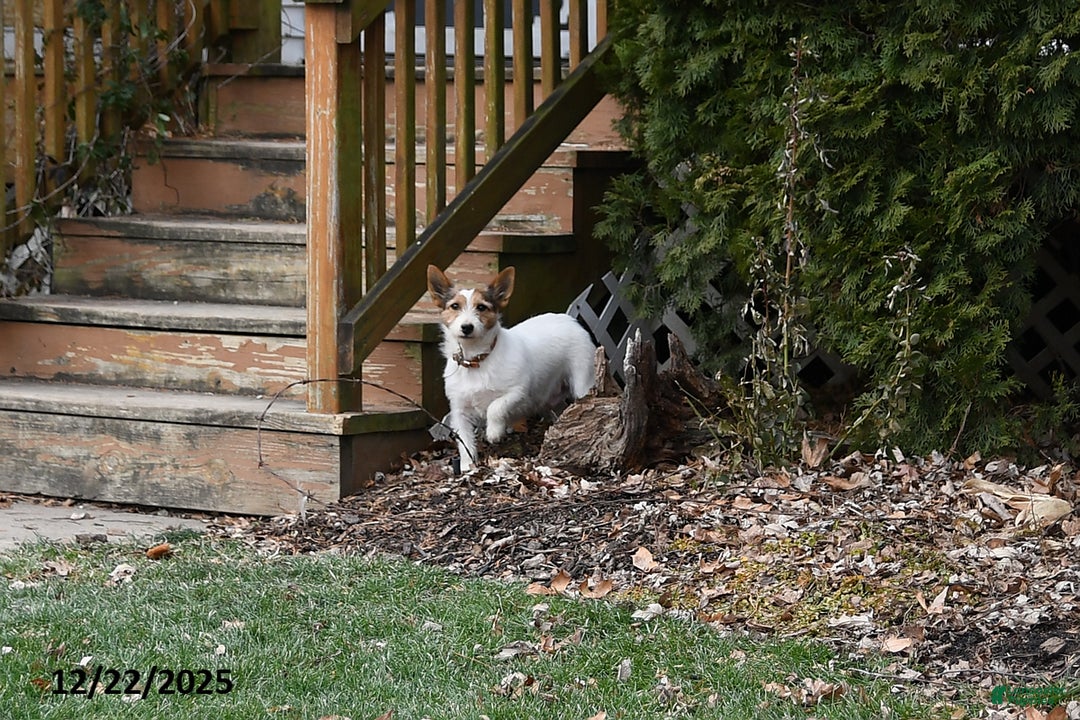 Jack Russell Terrier dogs for sale: Jaden - Ad 4