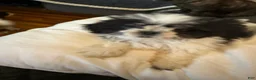 Shih Tzu dogs for sale: LEIA - Ad 5