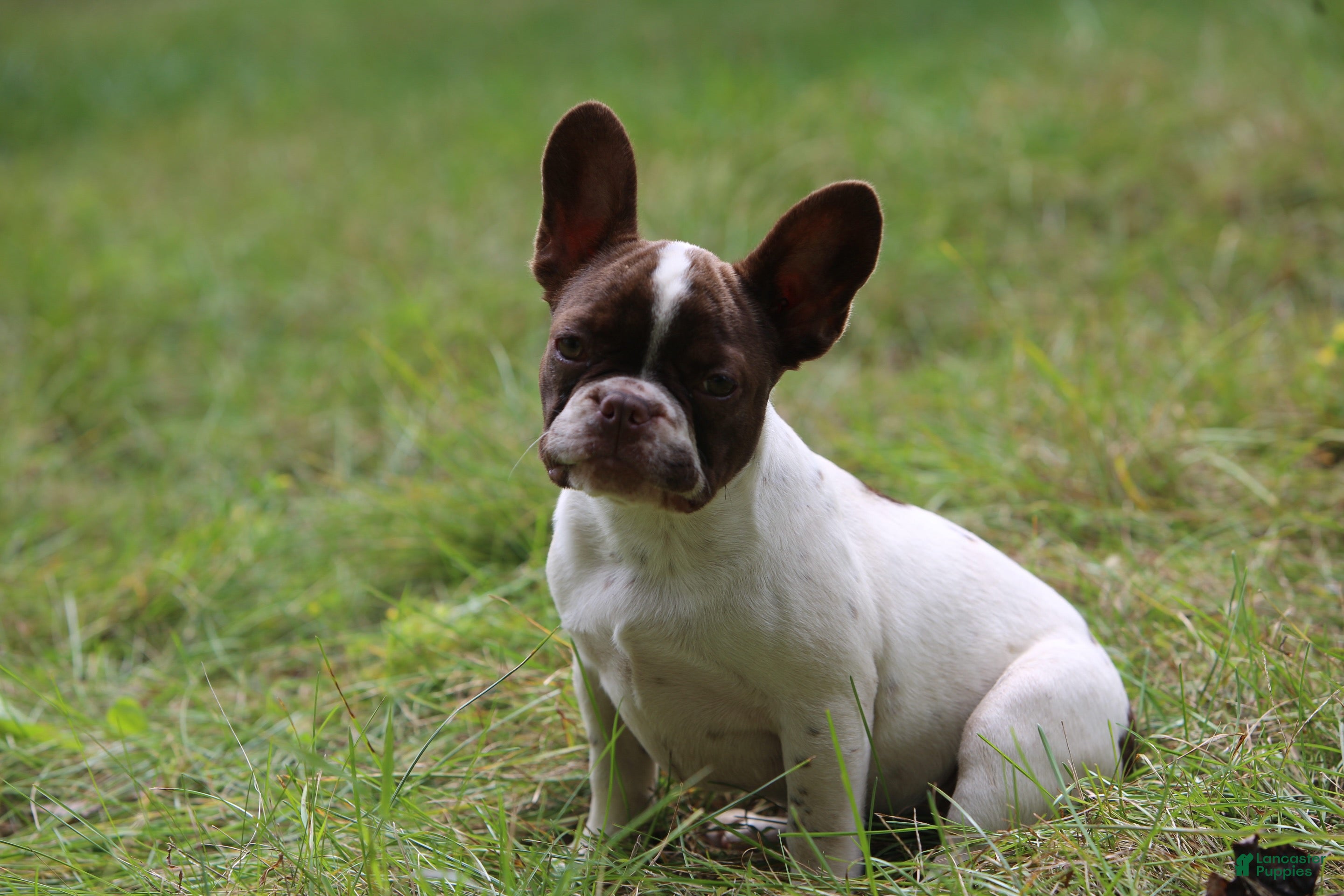 French Bulldog dogs Luna / girl - Ad 2