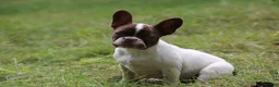French Bulldog dogs for sale: Luna / girl - Ad 2