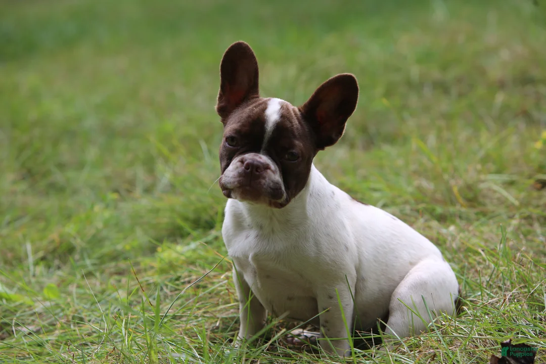 French Bulldog dogs for sale: Luna / girl - Ad 2