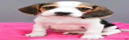 Beagle dogs for sale: Darcey - Ad 6