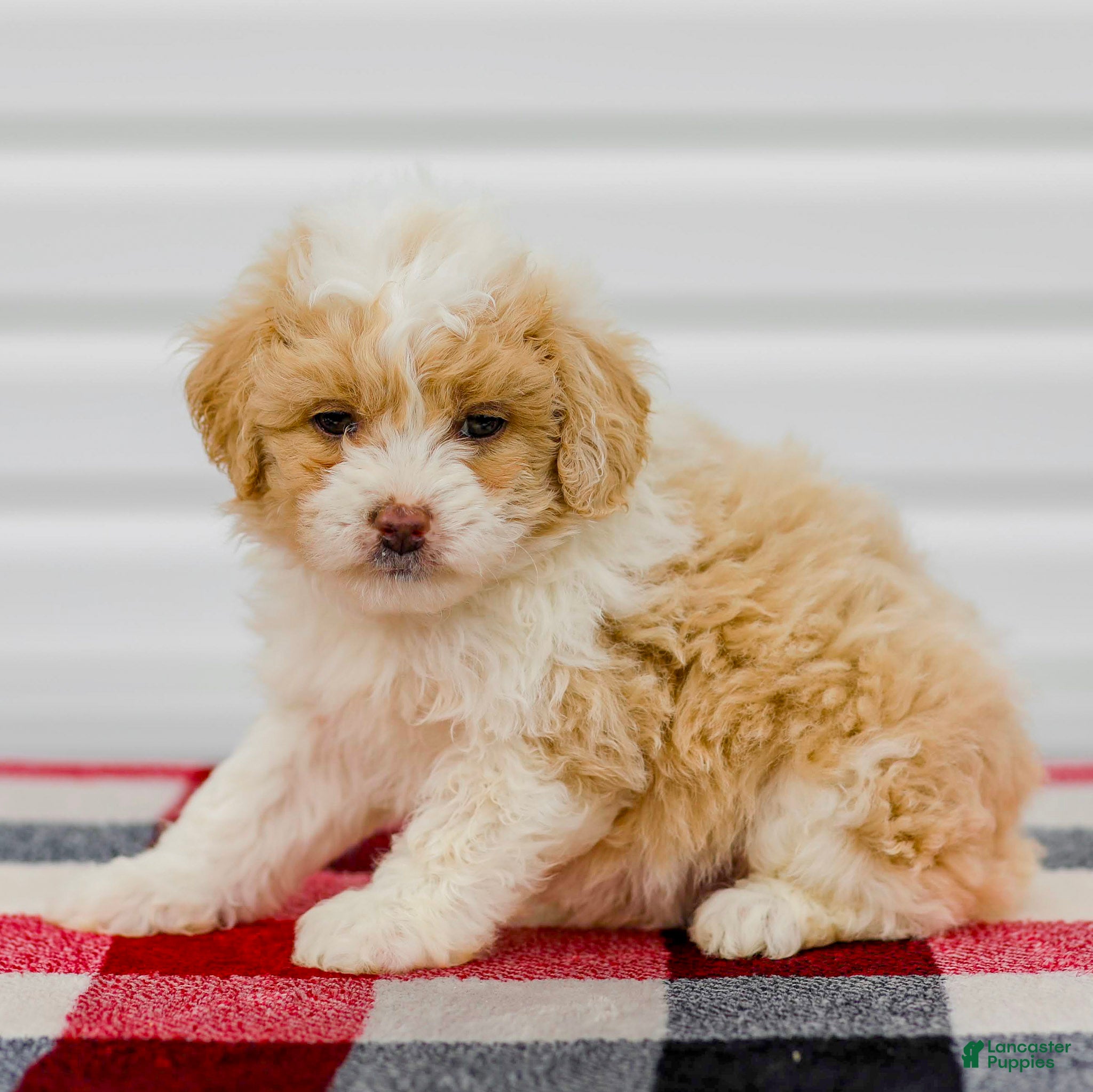 Mini Aussiedoodle dogs Carter - Ad 1