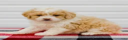 Mini Aussiedoodle dogs for sale: Carter - Ad 2