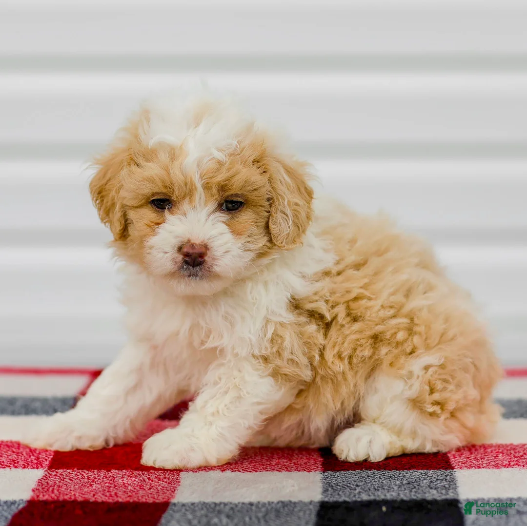 Mini Aussiedoodle dogs for sale: Carter - Ad 2