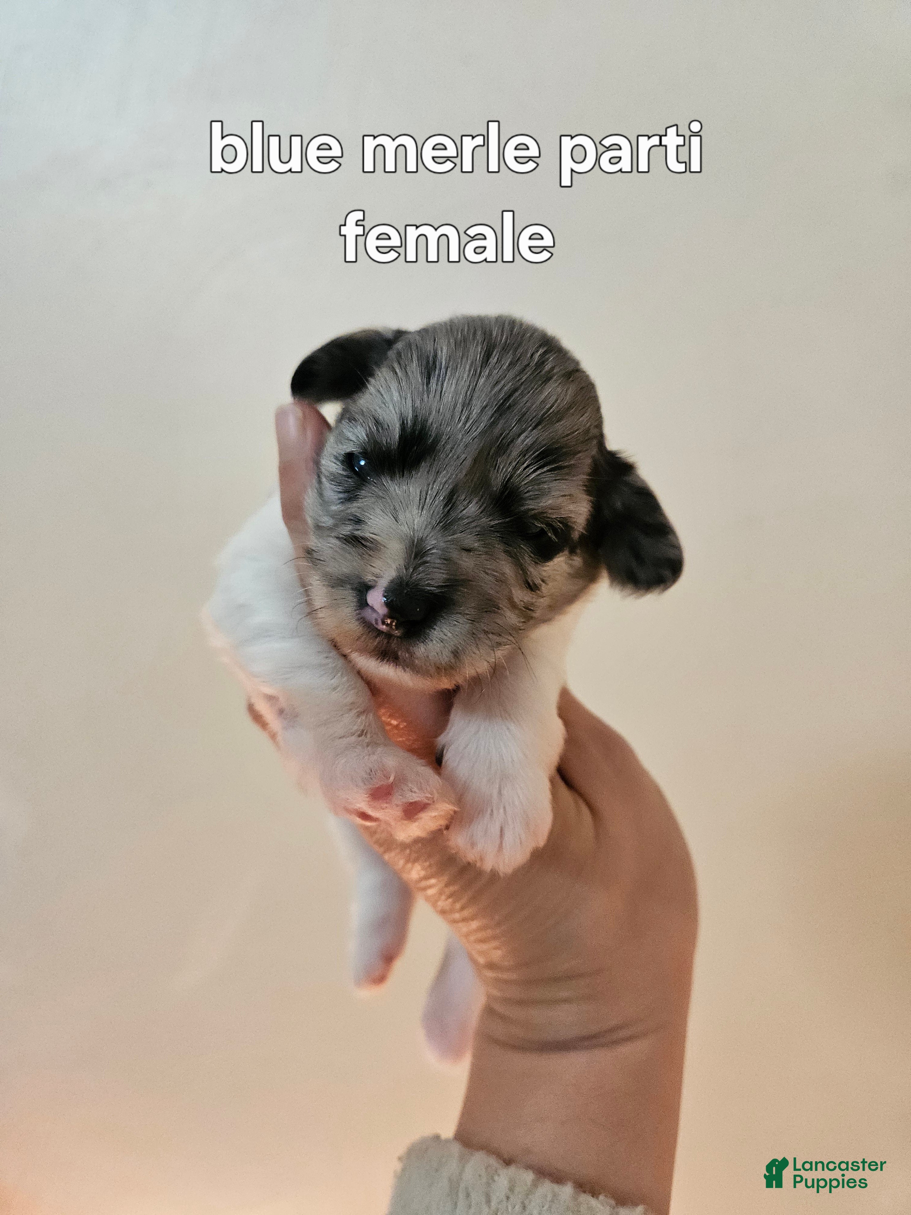 Miniature Schnauzer dogs Blue merle parti female  - Ad 24