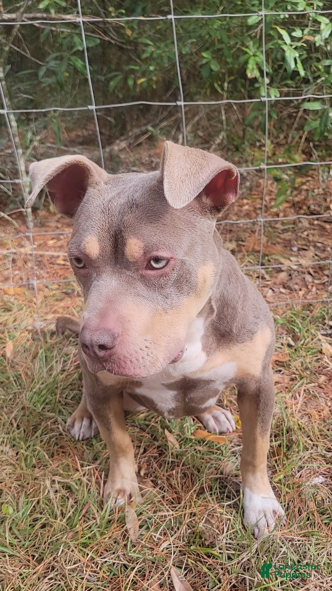 American Bully dogs for sale: Gal - Ad 8