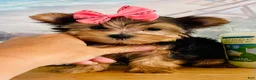Yorkshire Terrier dogs for sale: Princess (teacup) - Ad 4