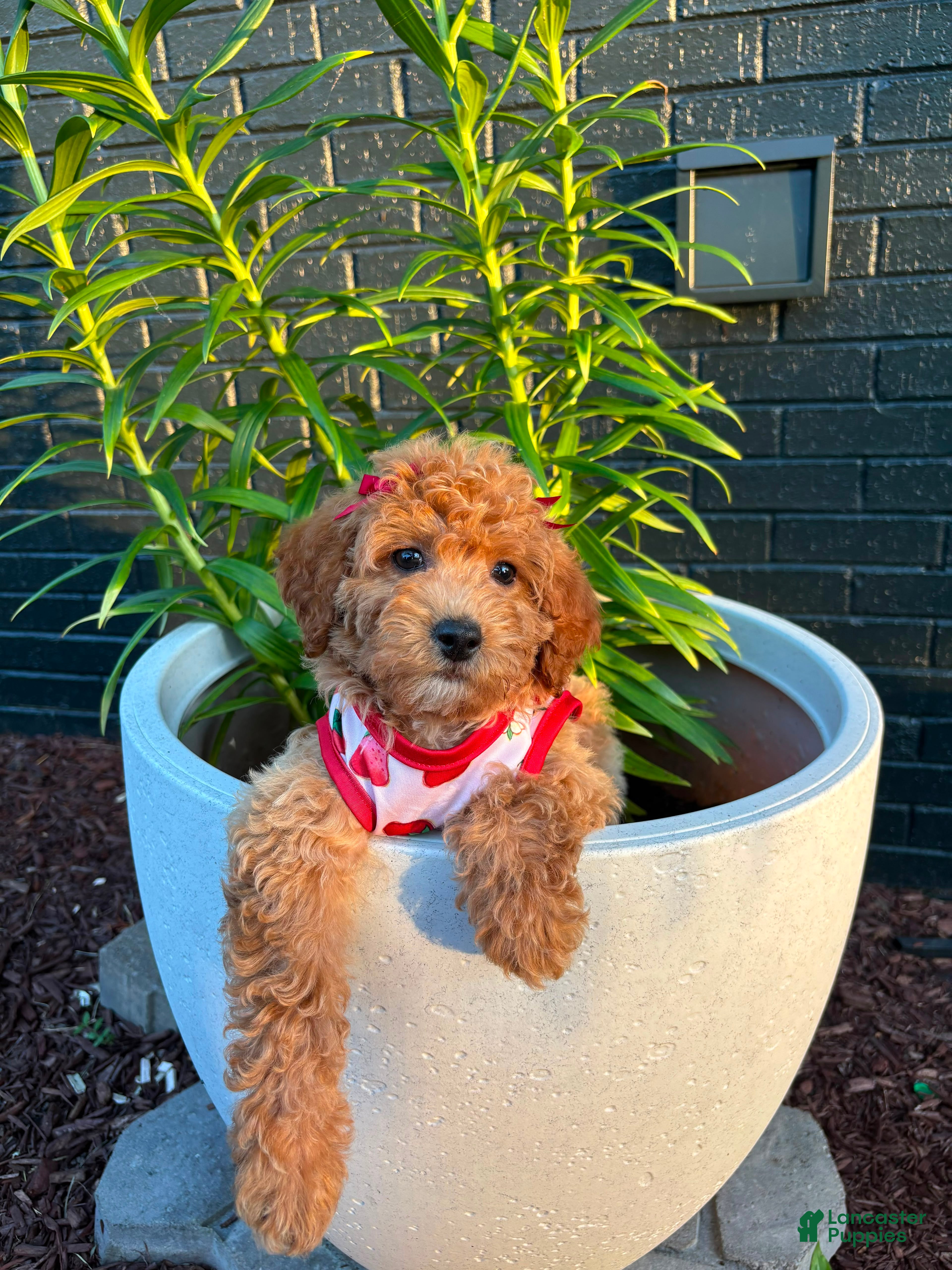 Toy Poodle dogs Mochi 🤍🐩 - Ad 42