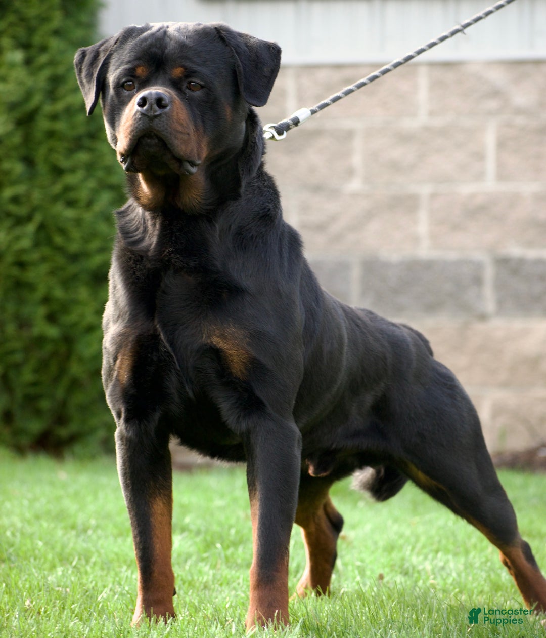 Rottweiler dogs for sale: Mr Black - Ad 1