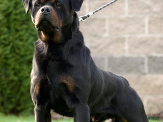 Rottweiler dogs Mr Black - Ad 41