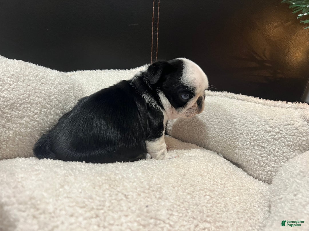 Pug dogs for sale: Panda Pug Female  - Ad 5