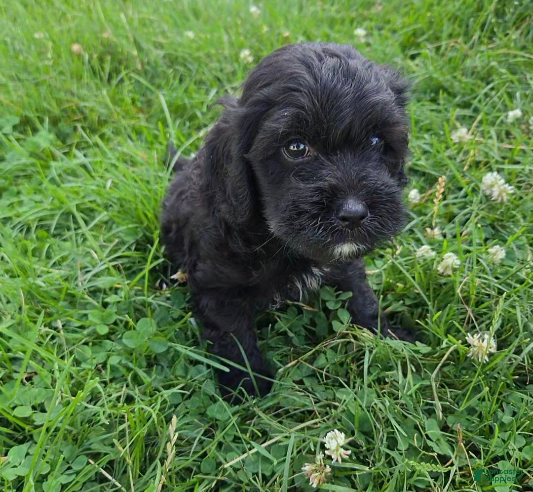 Cavapoo dogs for sale: Oreo - Ad 3