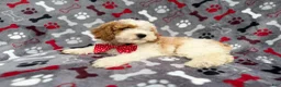 Cockapoo dogs for sale: Lucky - Ad 6