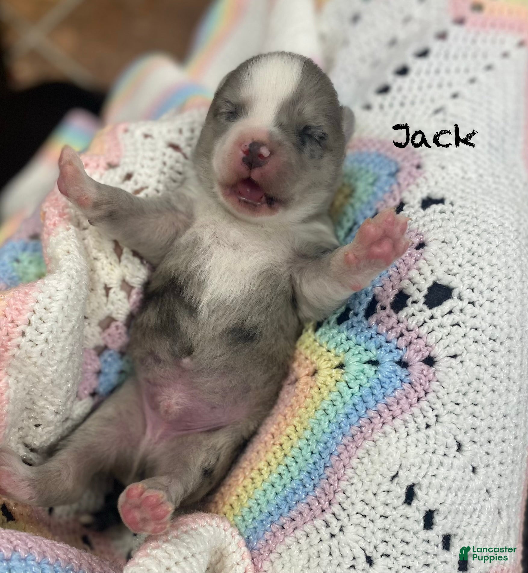 Pomsky dogs Jack  - Ad 1