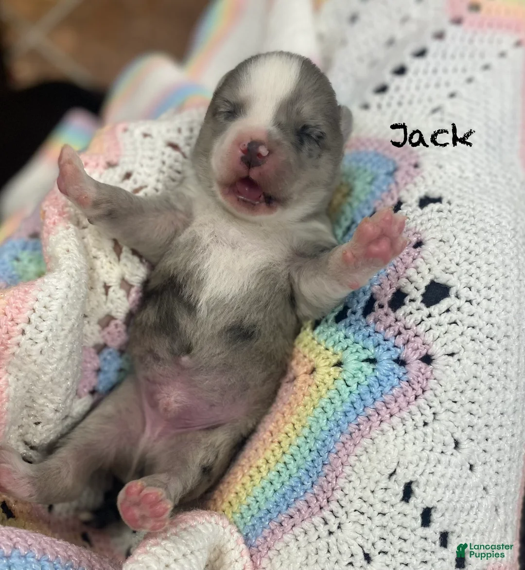 Pomsky dogs for sale: Jack  - Ad 1