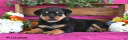 Rottweiler dogs for sale: Myles - Ad 2
