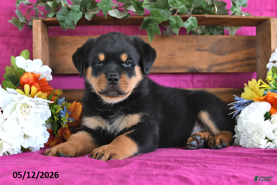 Rottweiler dogs for sale: Myles - Ad 2