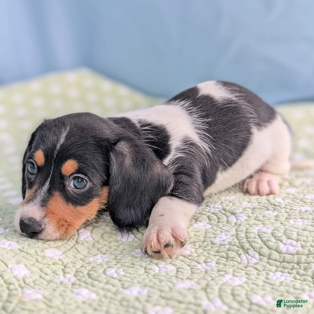 Miniature Dachshund dogs for sale: Reese Cup - Ad 2