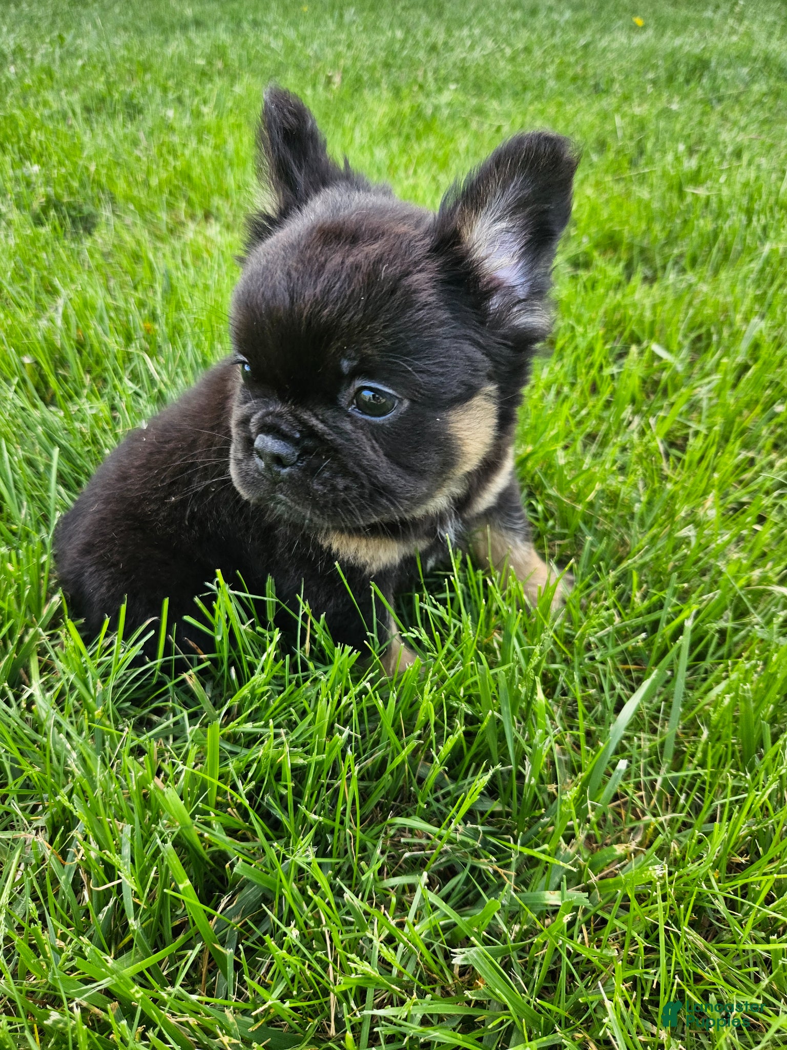 French Bulldog dogs Junior - Ad 2