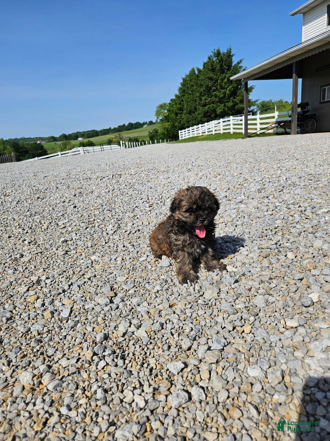 Gallery Image {{count}}