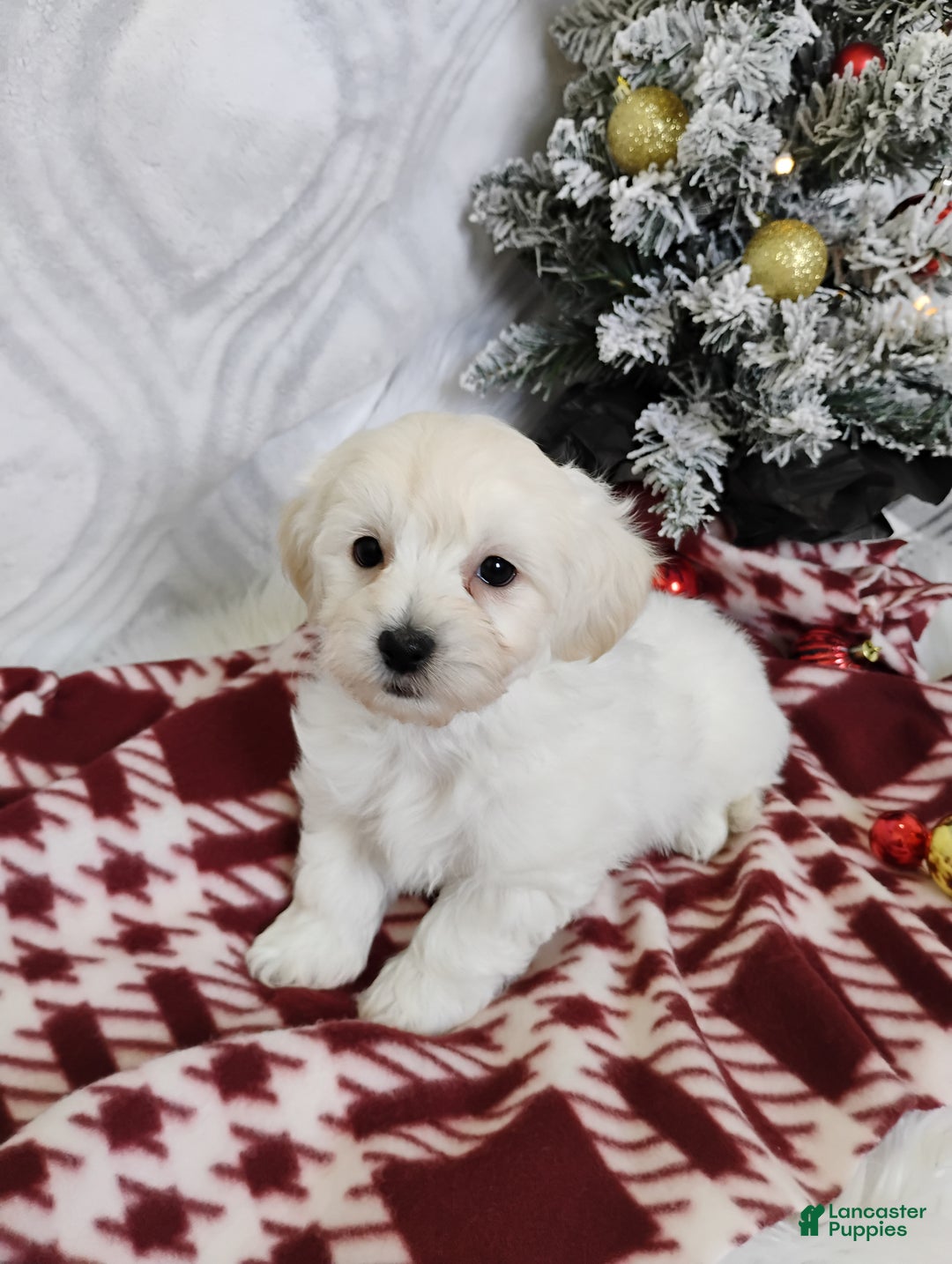 Mixed Breed dogs for sale: Brynn - Ad 4