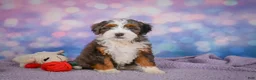Mini Bernedoodle dogs for sale: Shelby - Ad 3