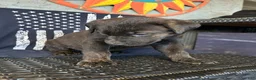 Cane Corso dogs for sale: Stromboli - Ad 2