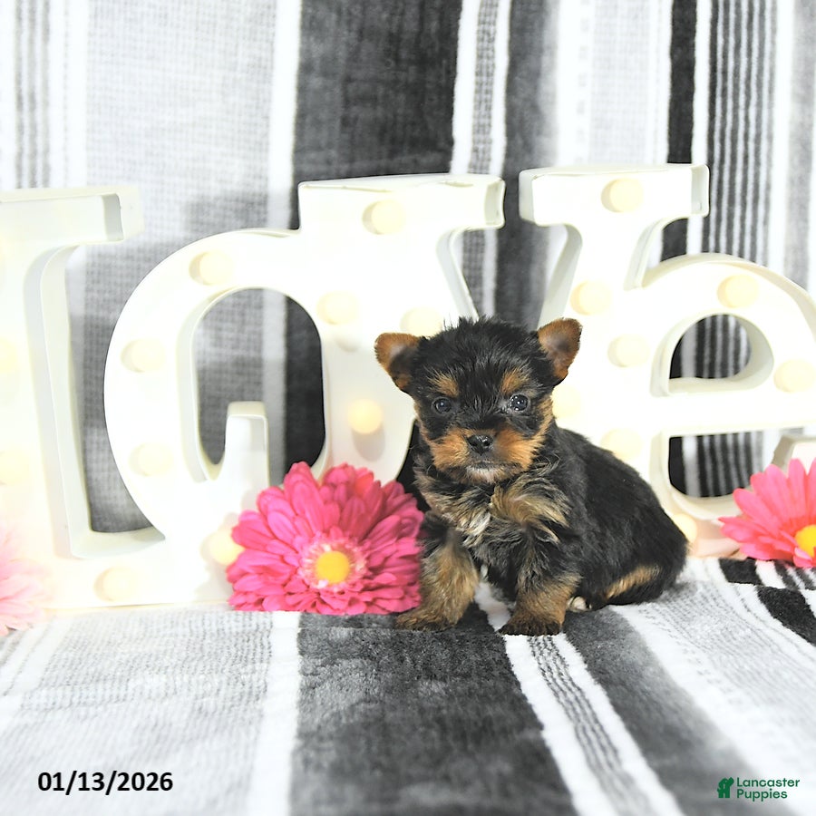 Yorkshire Terrier dogs Jax - Ad 3