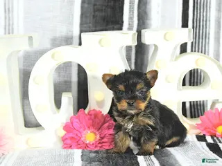 Yorkshire Terrier dogs Jax - Ad 26