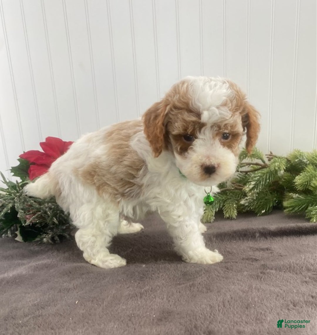 Toy Poodle dogs for sale: Bo - Ad 5